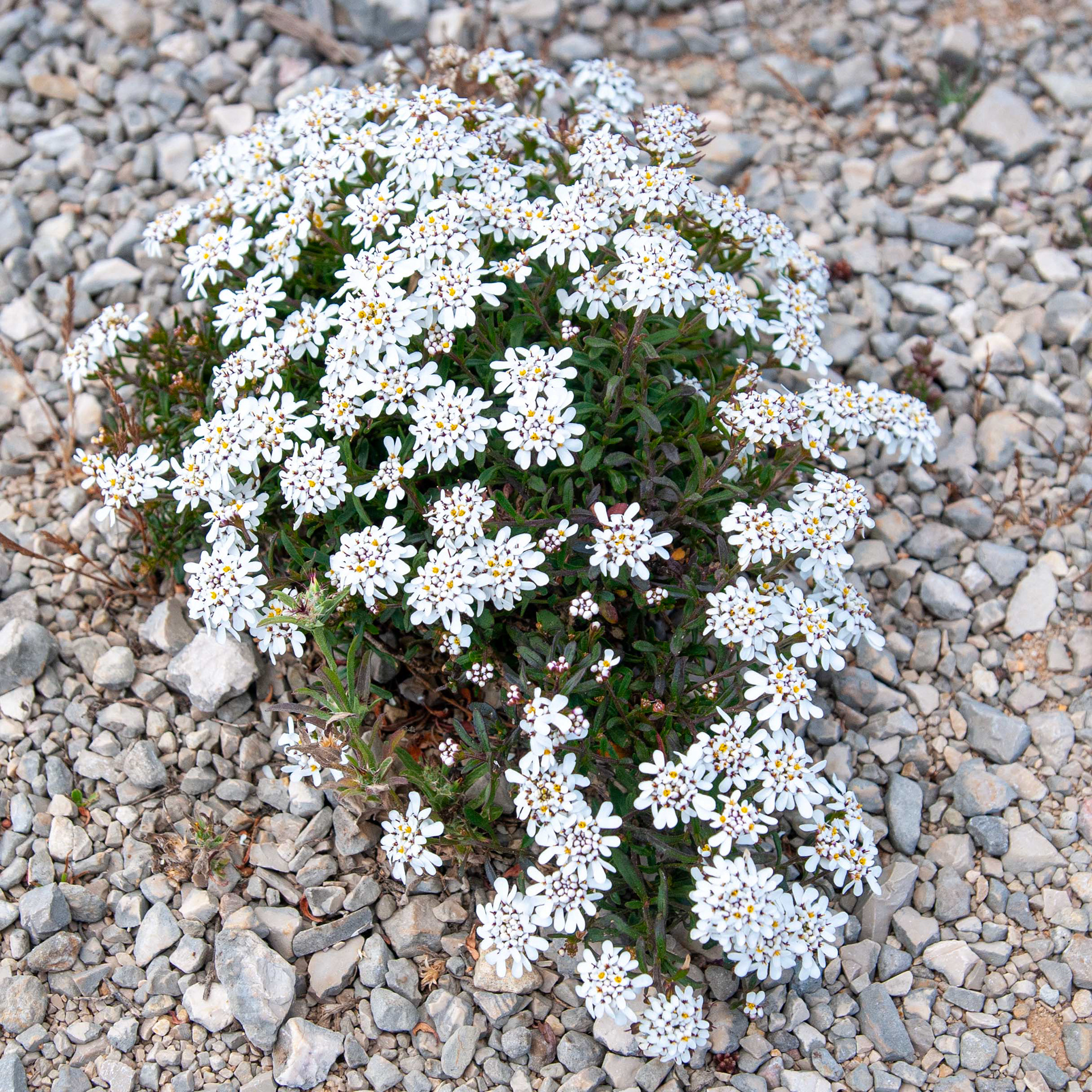 Iberis procumbens microcarpa // Iberis — Endémica de Portugal, adaptada a solos pedregosos // Portuguese endemic adapted to stony soils // © Fernando Romão