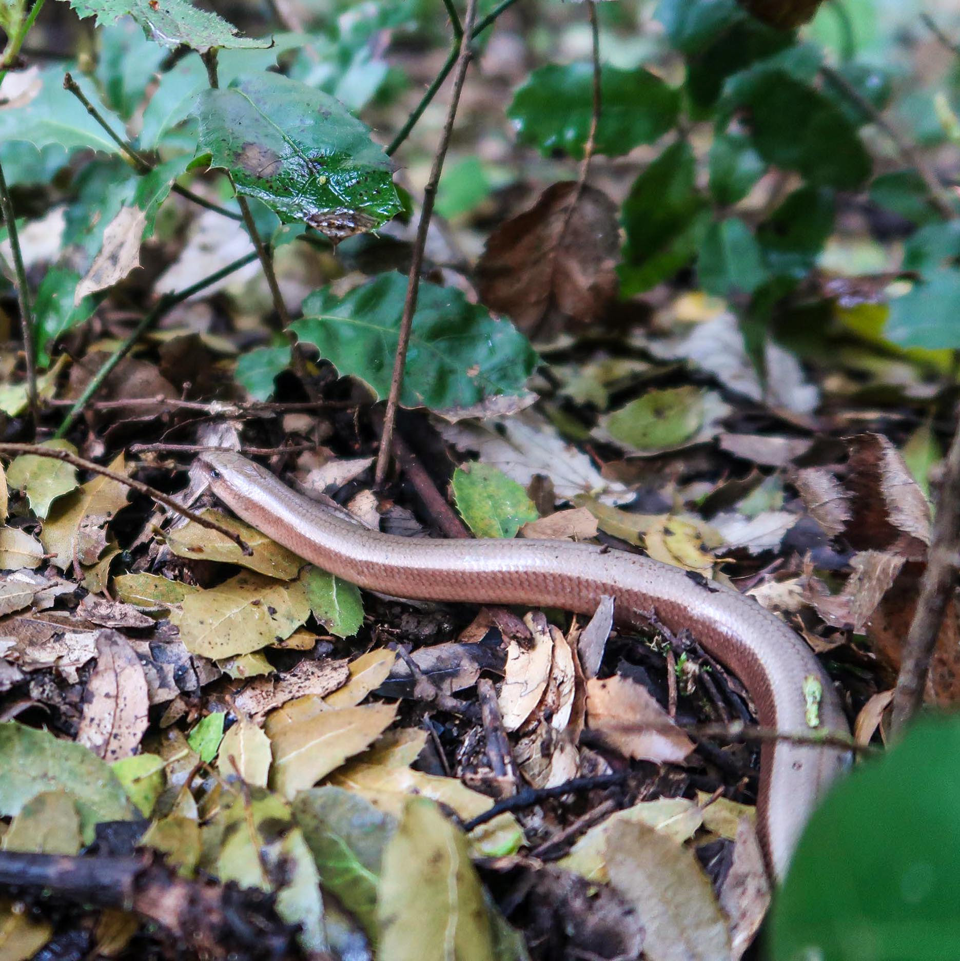 Anguis fragilis // LicrançoLagarto ápode sob a sombra de carvalhais // Legless lizard under oak shade // © Rui Henrique