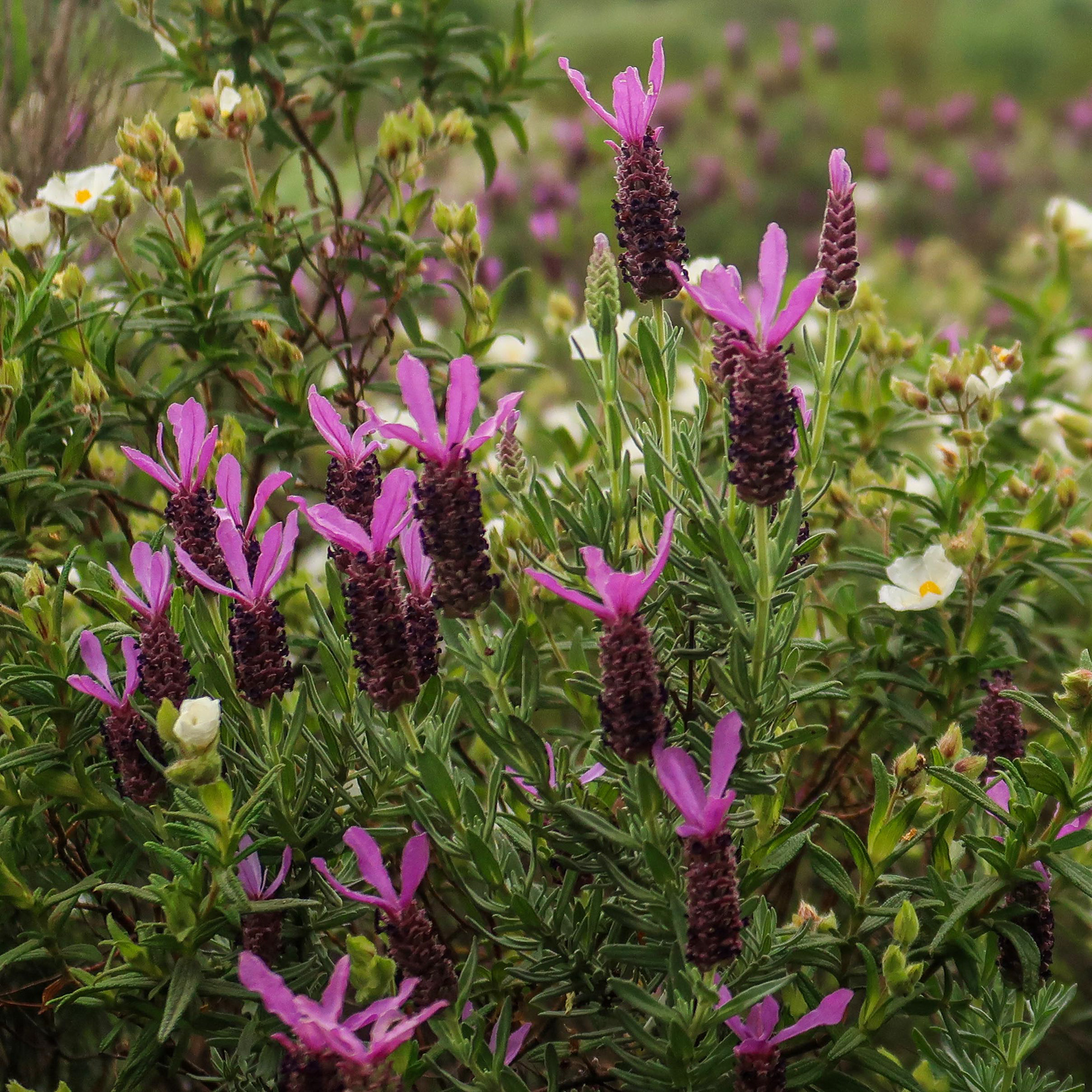 Lavandula stoechas // RosmaninhoArbusto aromático acompanhado por esteva // Aromatic shrub with gum rockrose // © Rui Henrique