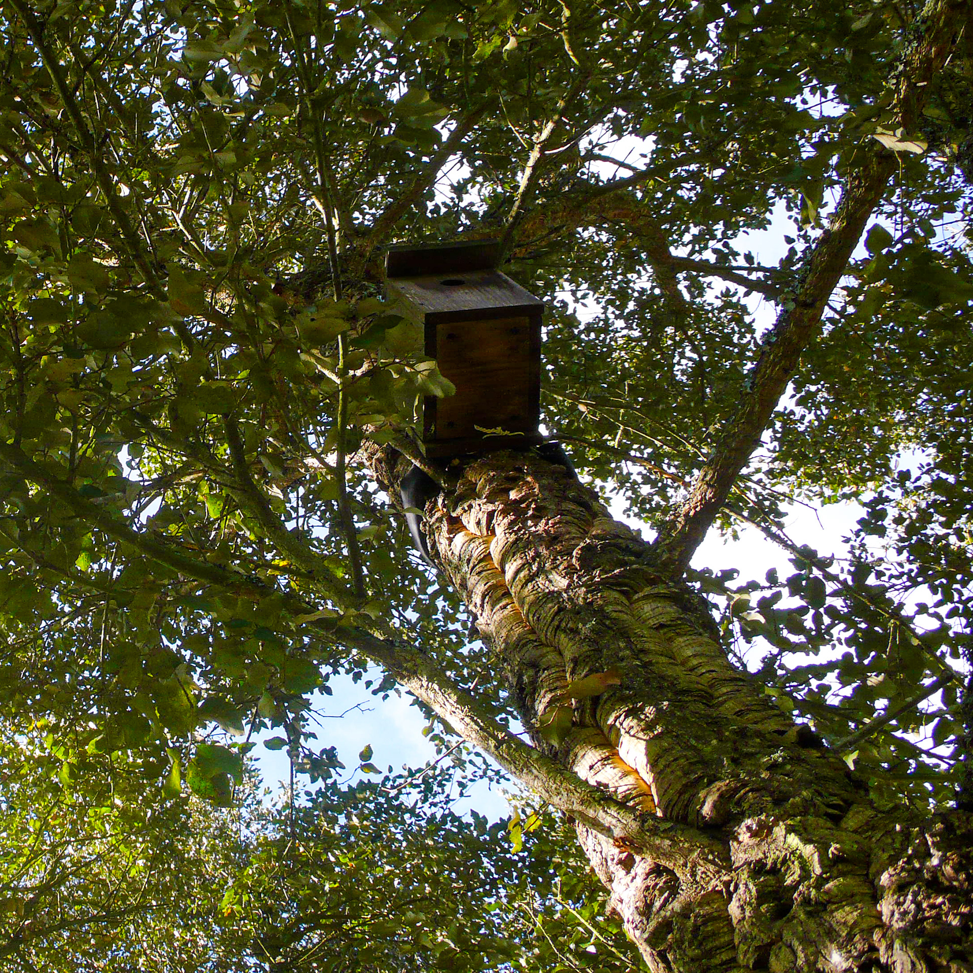 Quercus suber // Sobreiro — Árvore Nacional protegida por lei com abrigo para fauna // Cork Oak — National Tree protected by law with fauna nesting box // © Rui Henrique