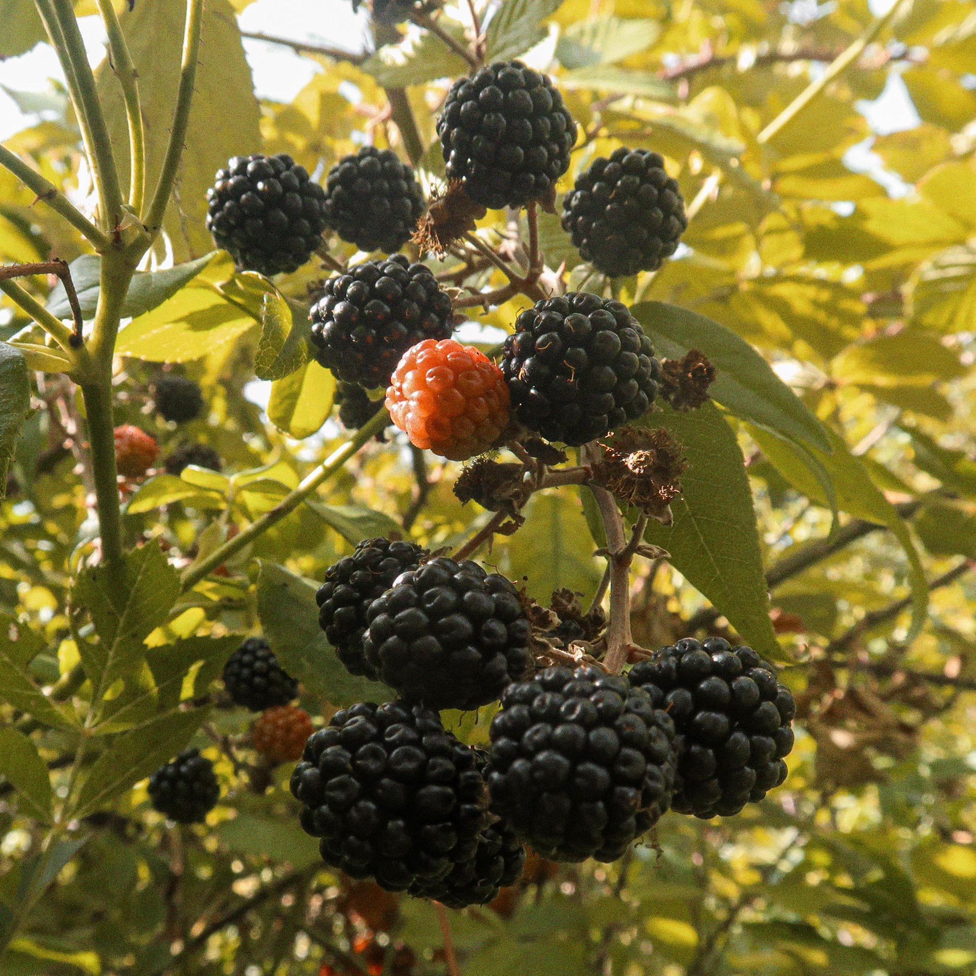 Amoras — Fruto silvestre comestível // Blackberries — Edible wild fruit  (Rubus fruticosus)