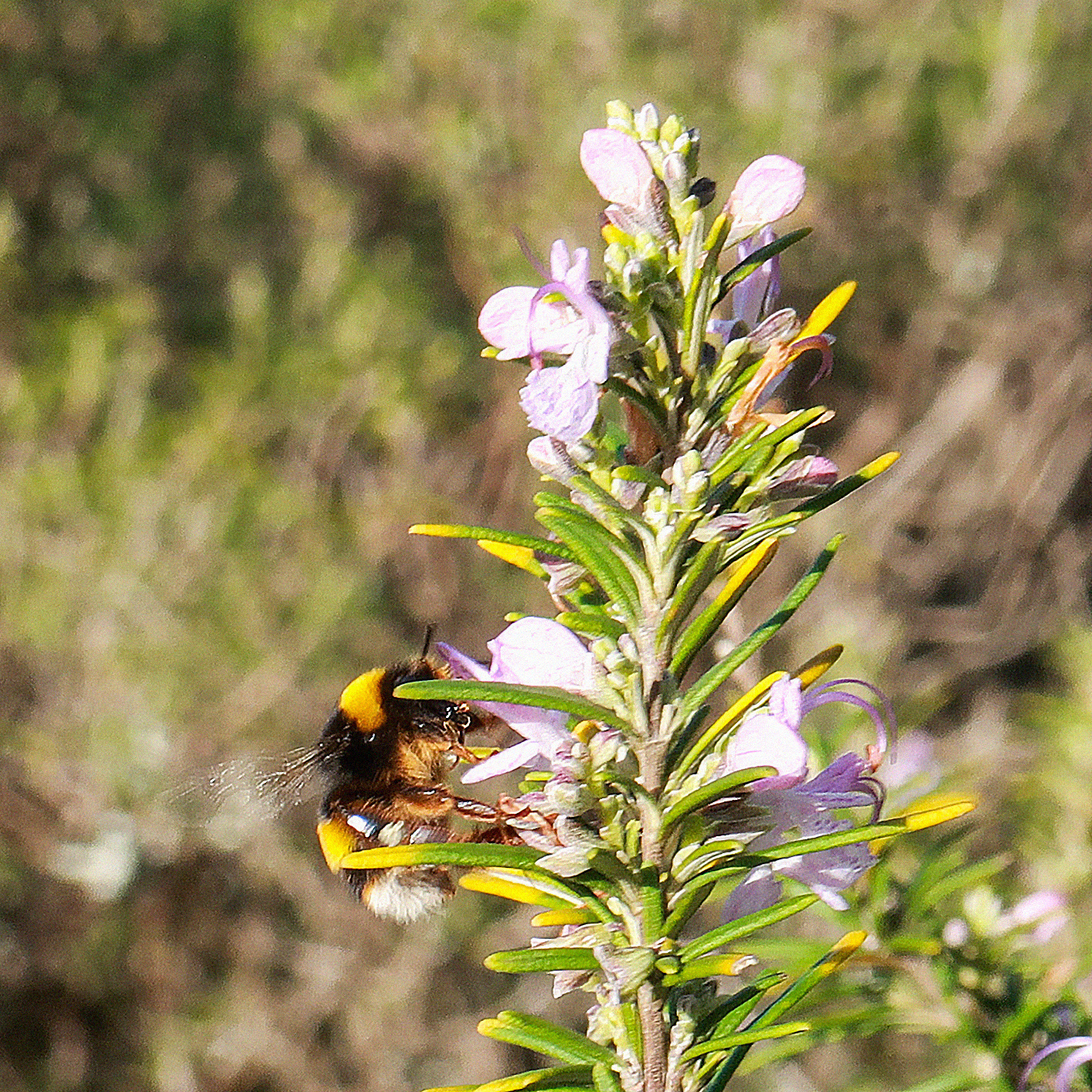 Bombus terrestris // Abelhão-terrestre — Polinizador robusto em flores de alecrim // Robust pollinator on rosemary flowers // © Rui Henrique