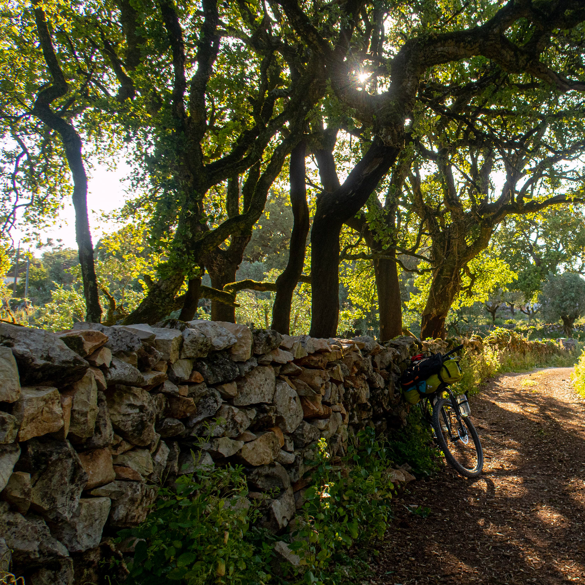 Quercus faginea // Carvalho-português — Núcleo de carvalhal maduro junto a muro de pedra seca // Mature oak grove beside a dry stone wall // © Rui Henrique