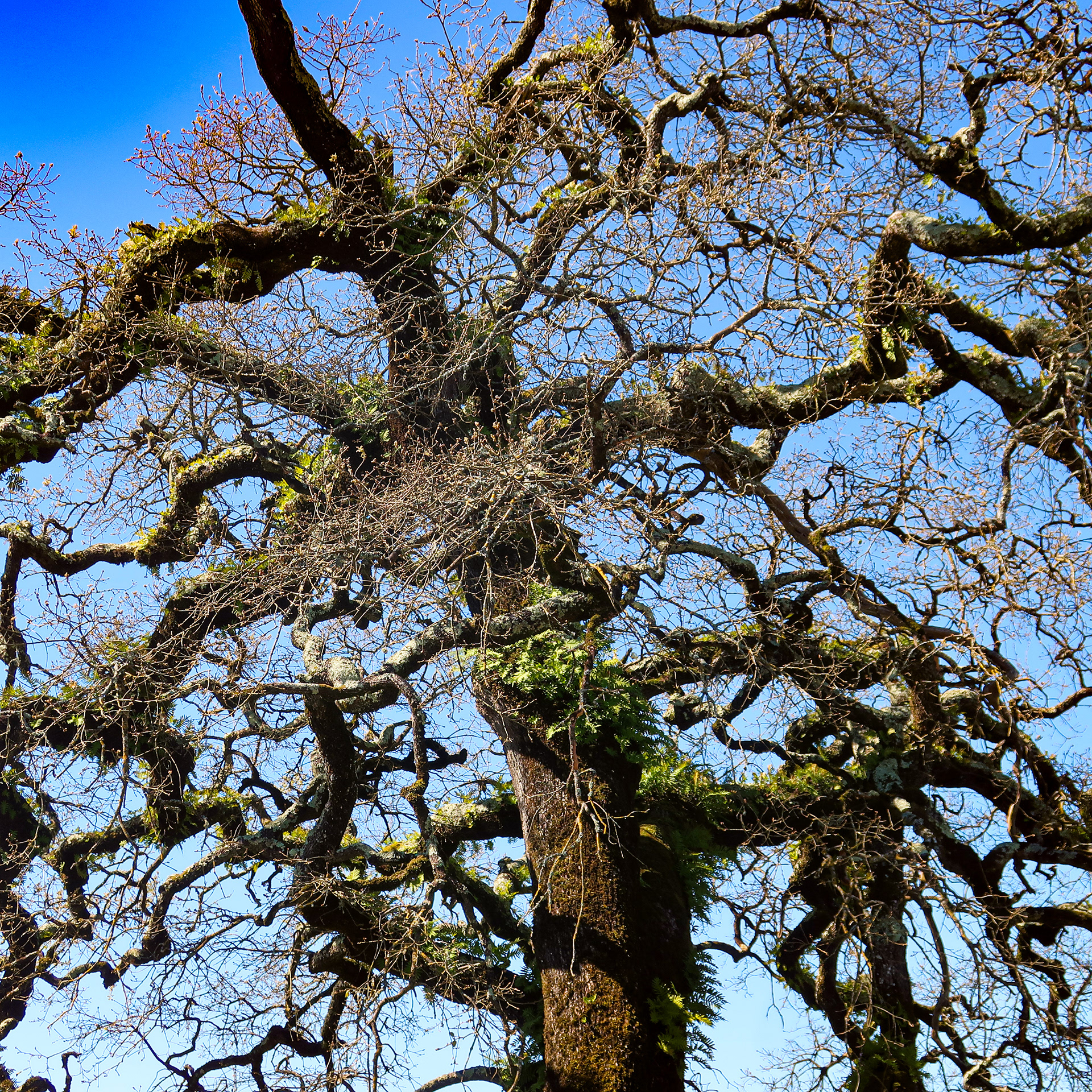 Quercus faginea // Carvalho-português — Carvalhal raro de carvalho-cerquinho com líquenes epífitos // Rare Portuguese oak grove with epiphytic lichens // © Rui Henrique