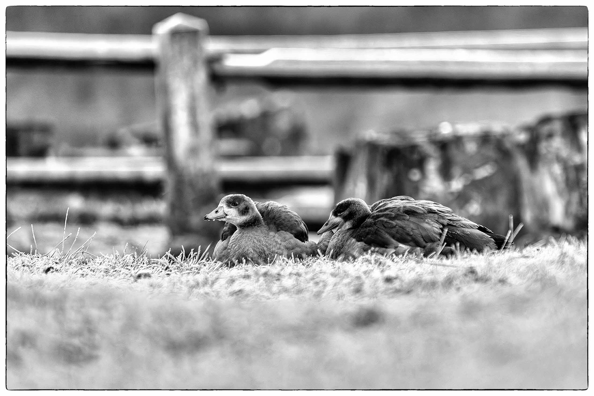 Eine Gruppe Nilgänse ruht im Rauhreif