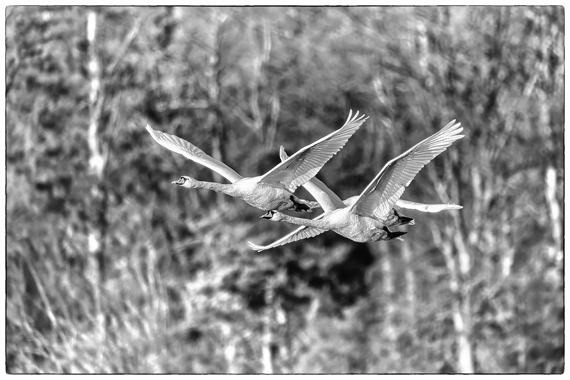 Höckerschwäne an der Kanzelbrücke