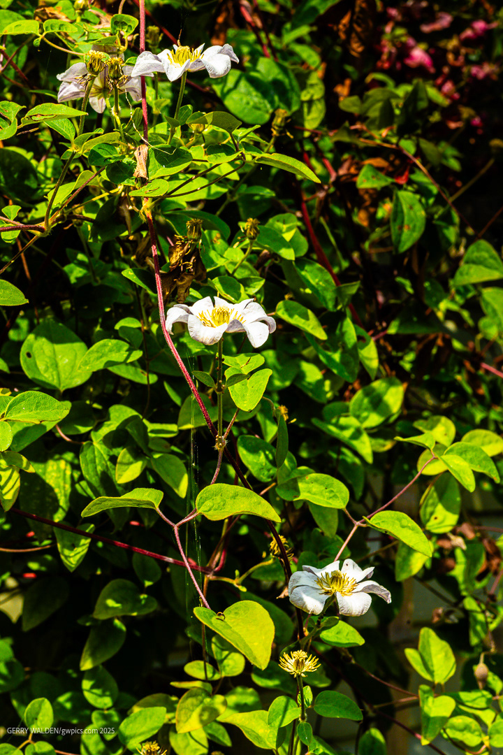 Reaching Upwards (Clematis)