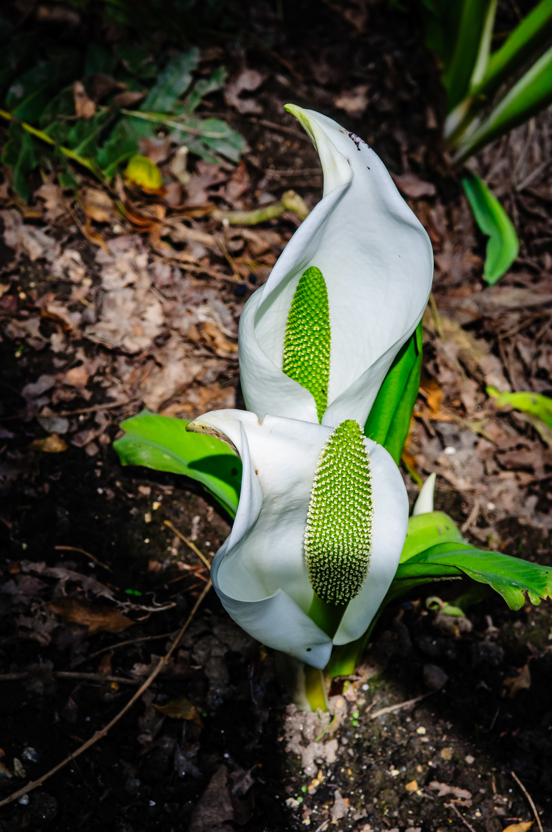 Asian Skunk Cabbage