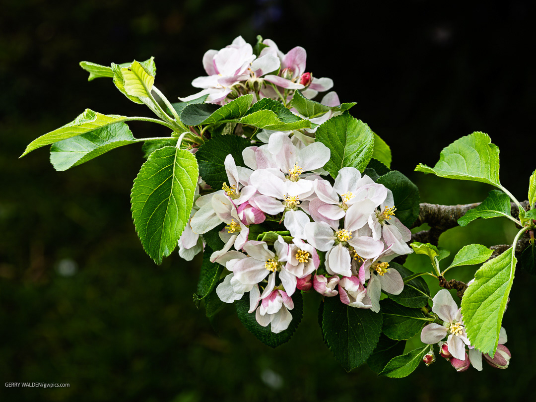 Apple Blossom