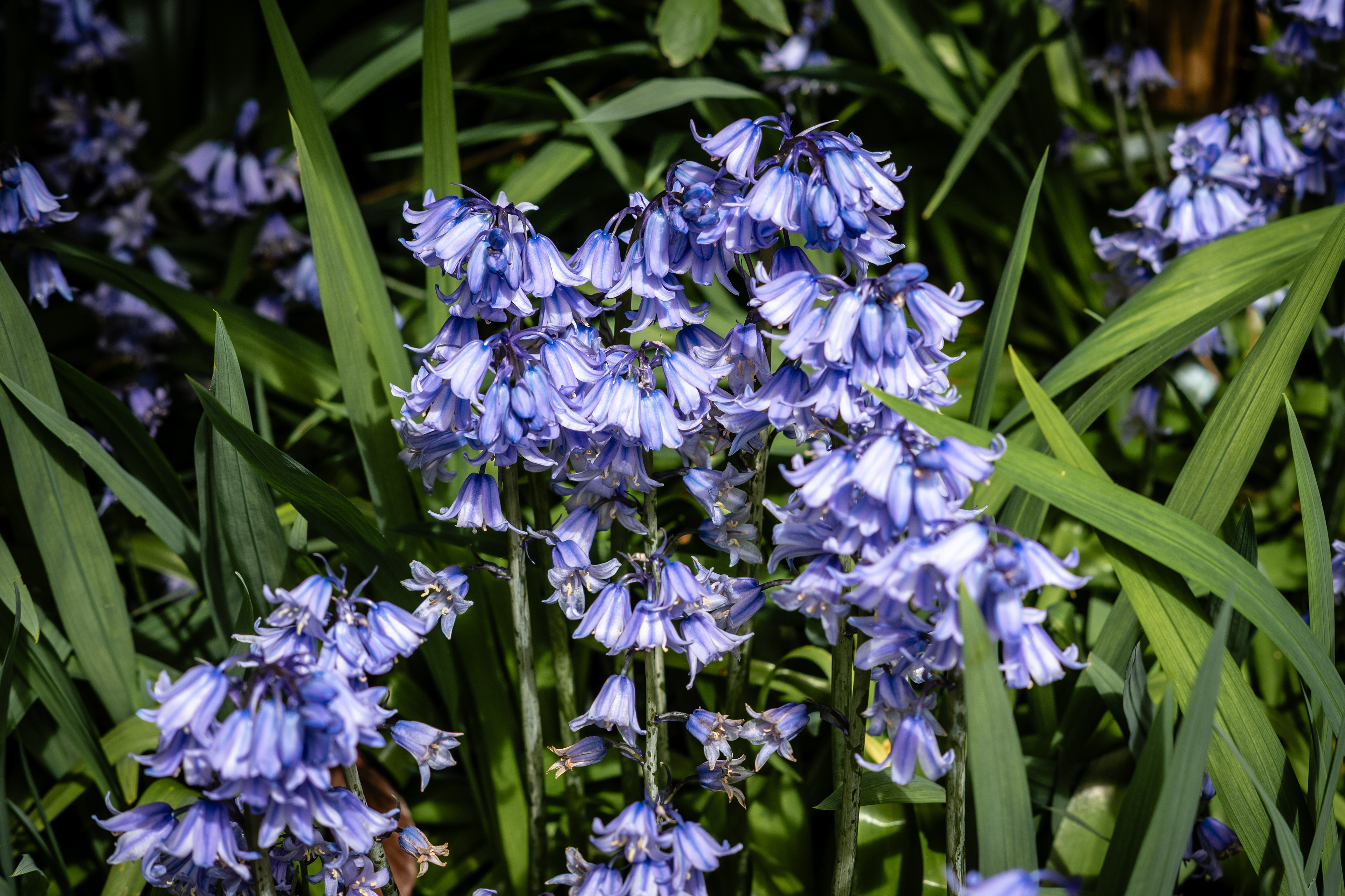 Spring has Sprung