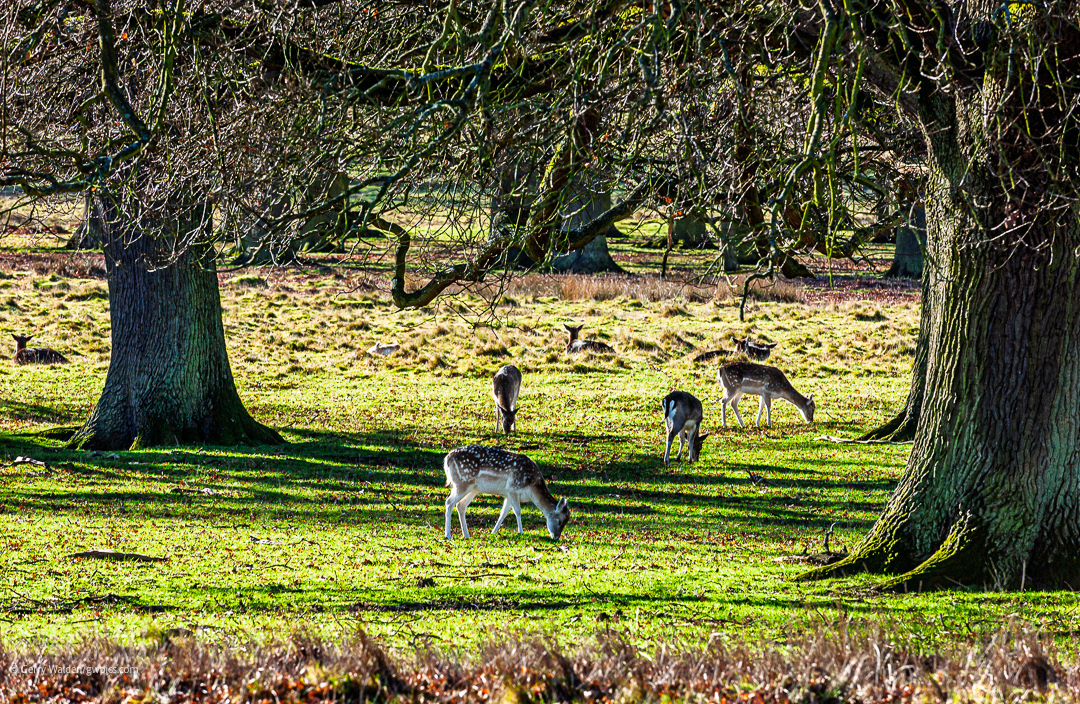 Fallow Deer, Petworth