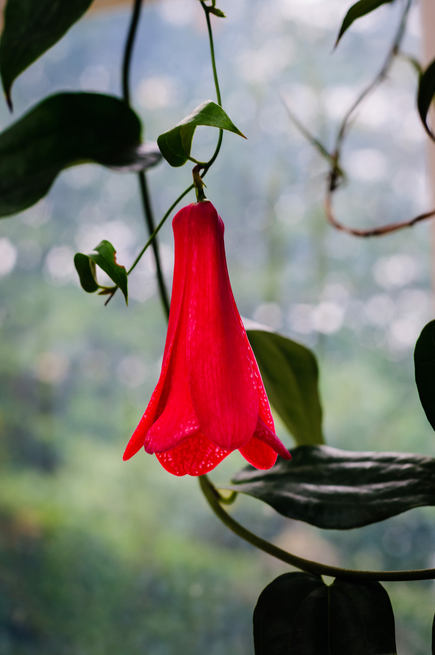 Lapagaria, Derbyshire, UK