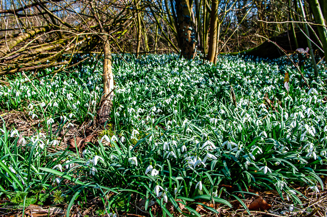 Snowdrops, Paek District National Park
