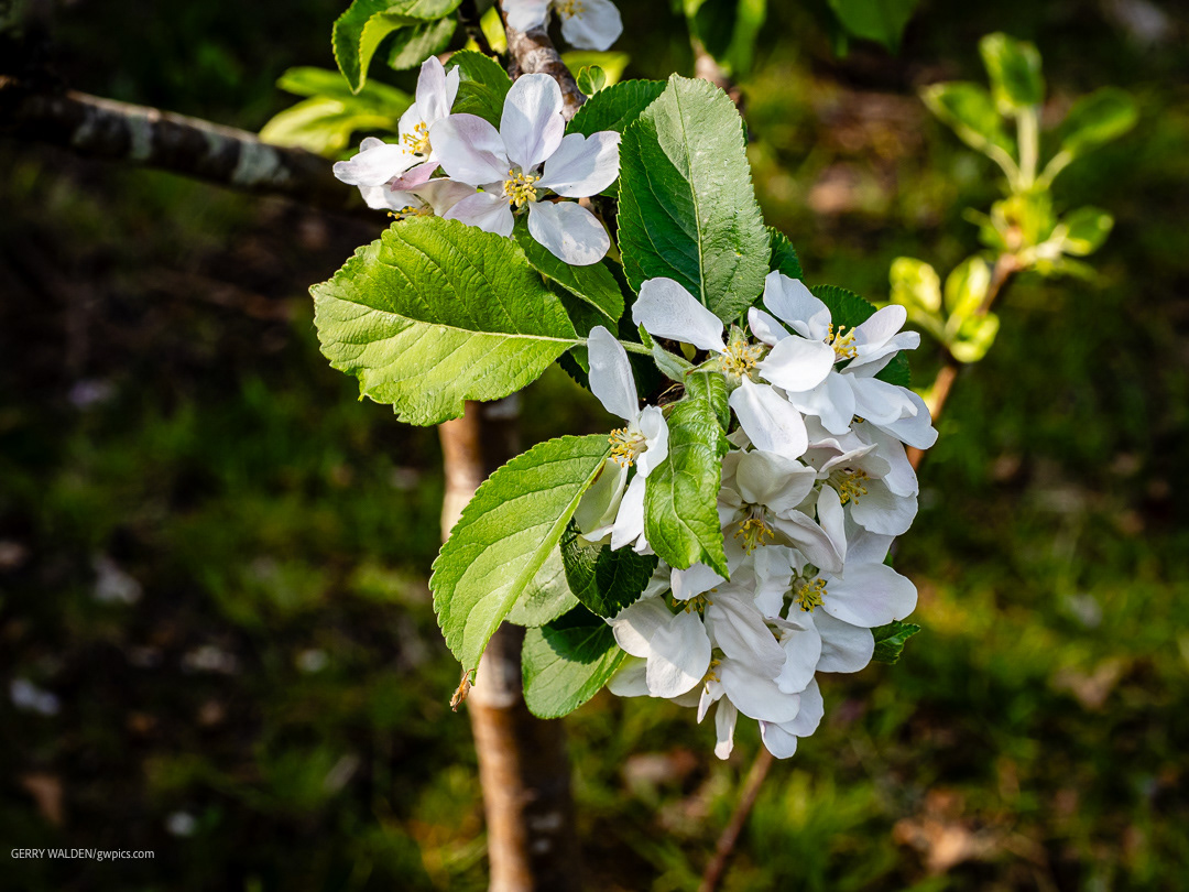 Apple Blossom