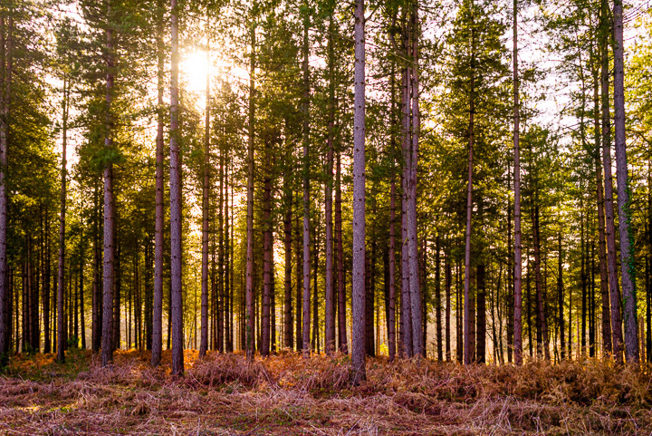 Pine trees, New Forest National Park, U.K.