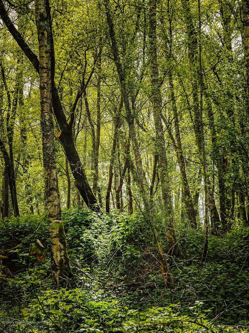 The Gentleness of Sunlight