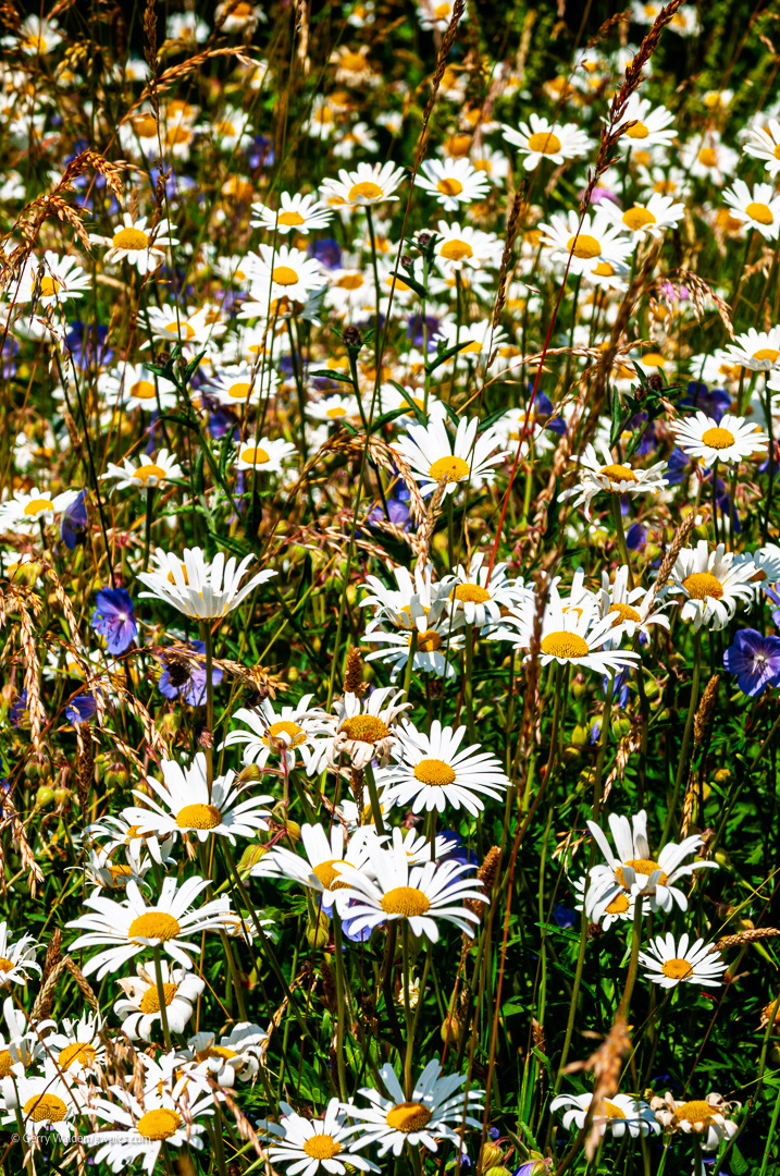 Wild Daisies