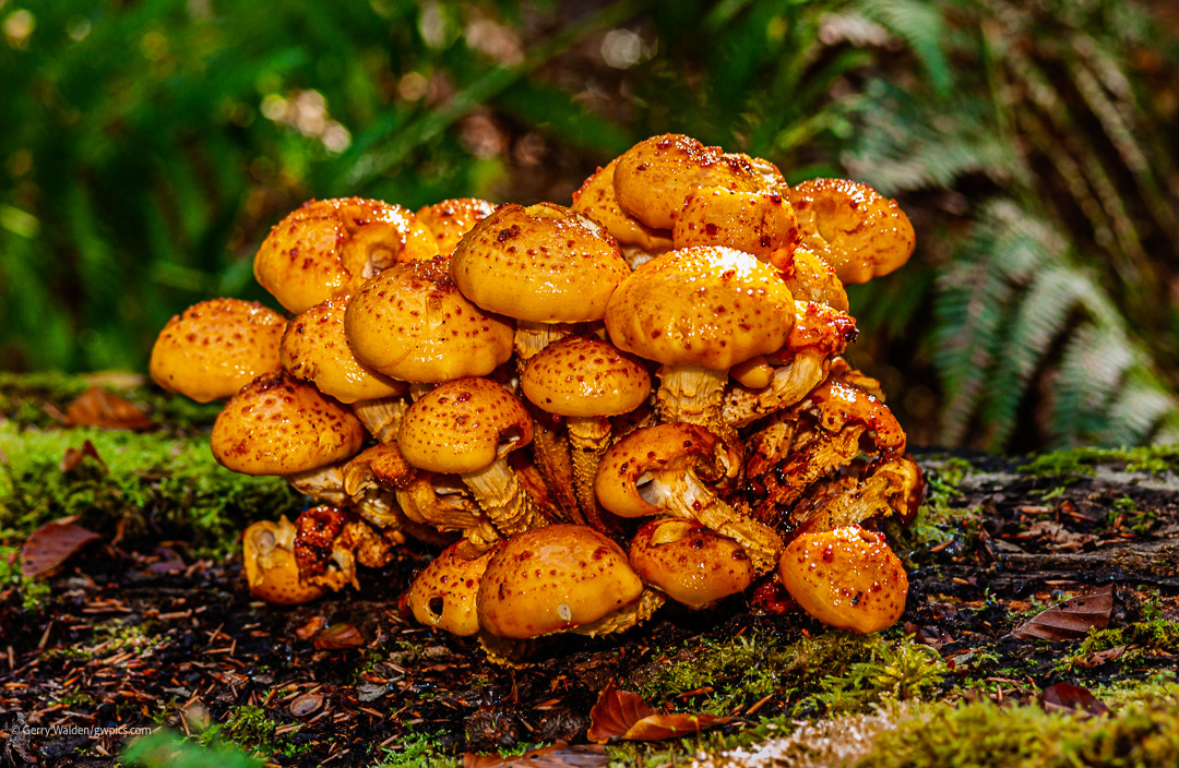 Cortinarius crocolitus fungus photographed in the New Forest National Park, Hampshire, England.