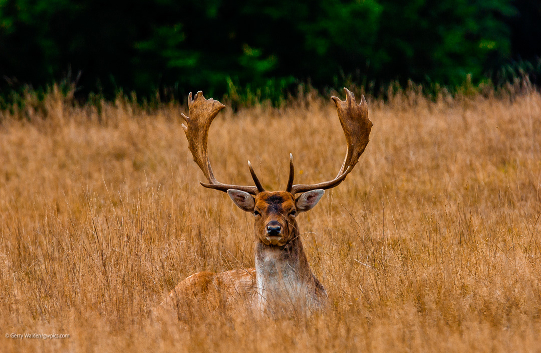 Fallow deer with antlers resting