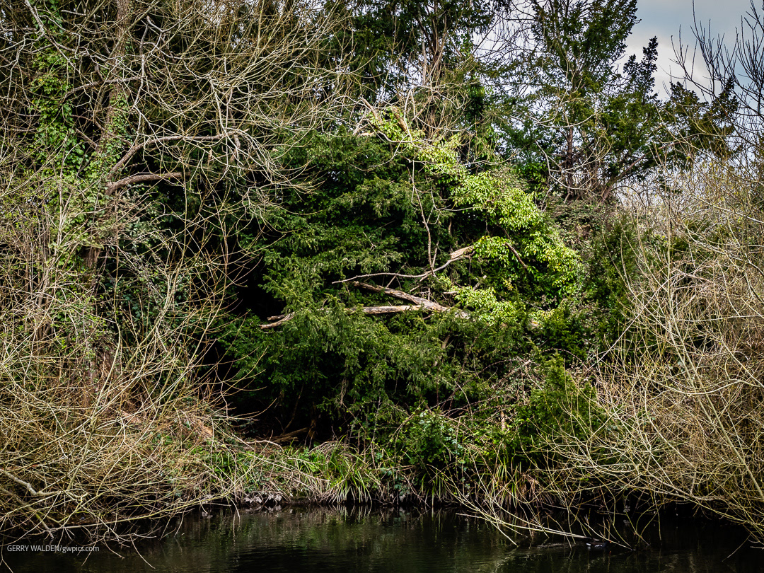 Along the waters edge at Woodmill