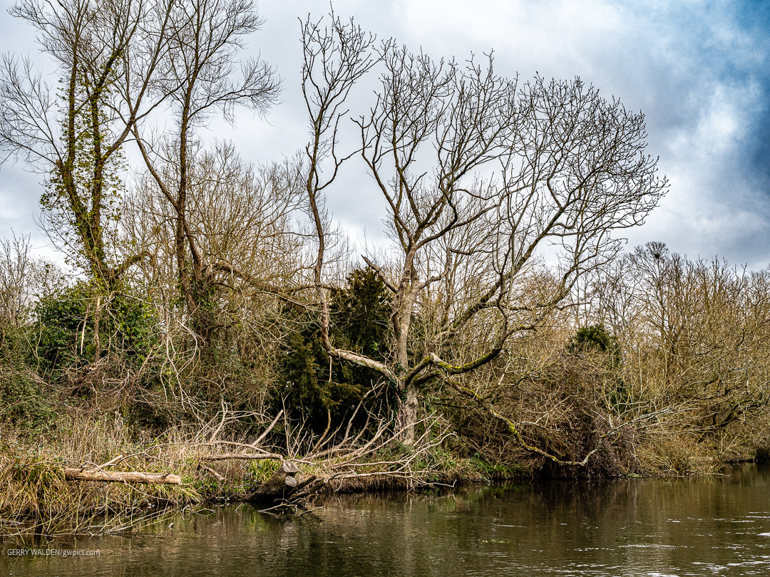Multibranched, Woodmill, Southampton