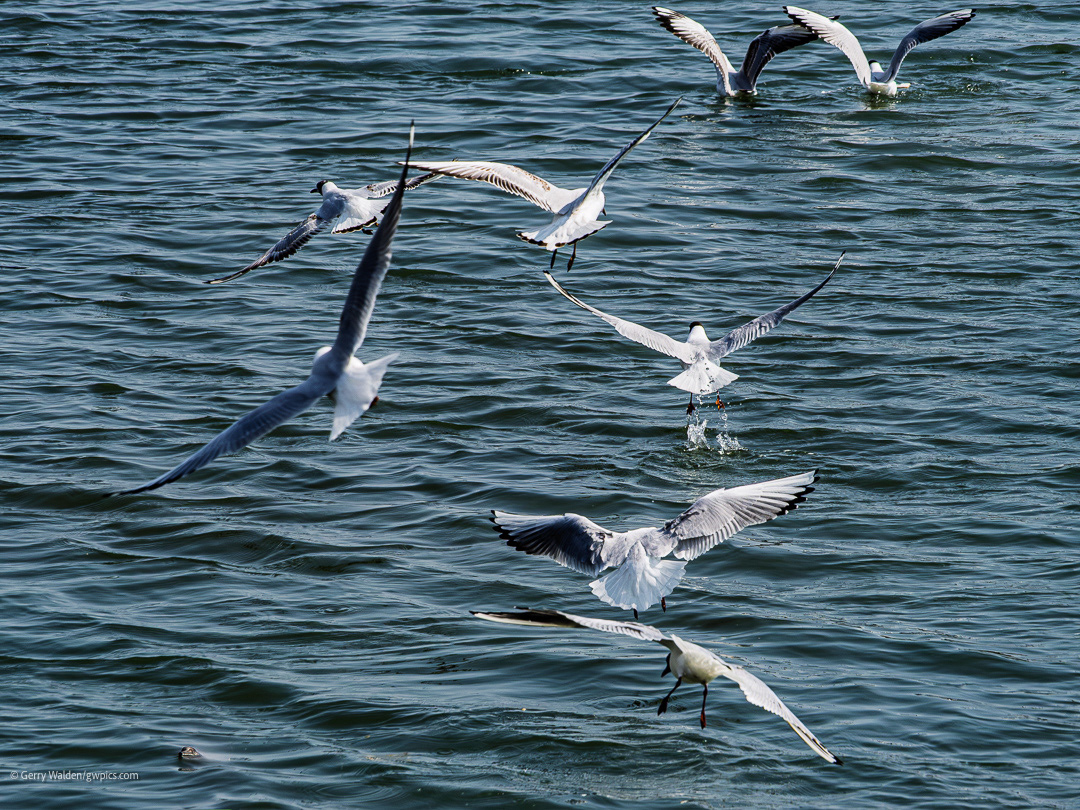 Black headed gulls squabbling for food