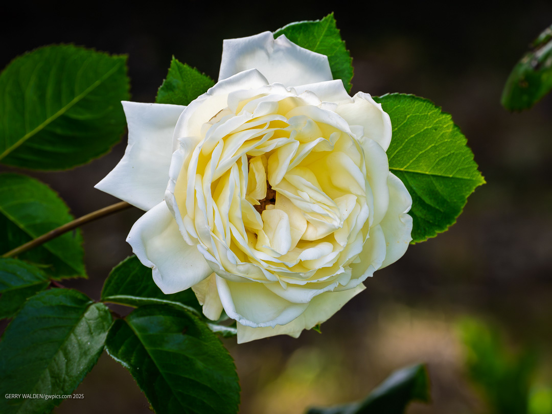 White Hybrid Tea Rose
