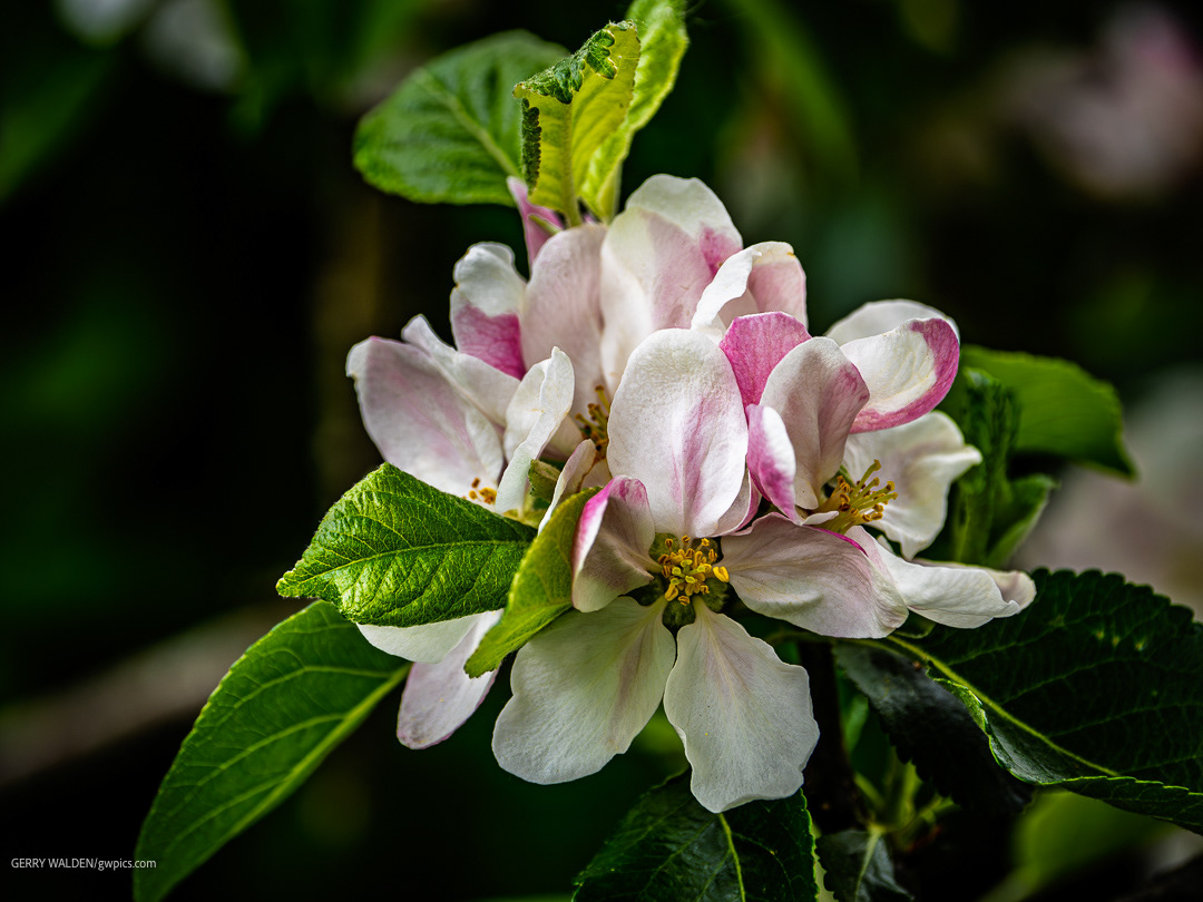 Blossoming apple tree