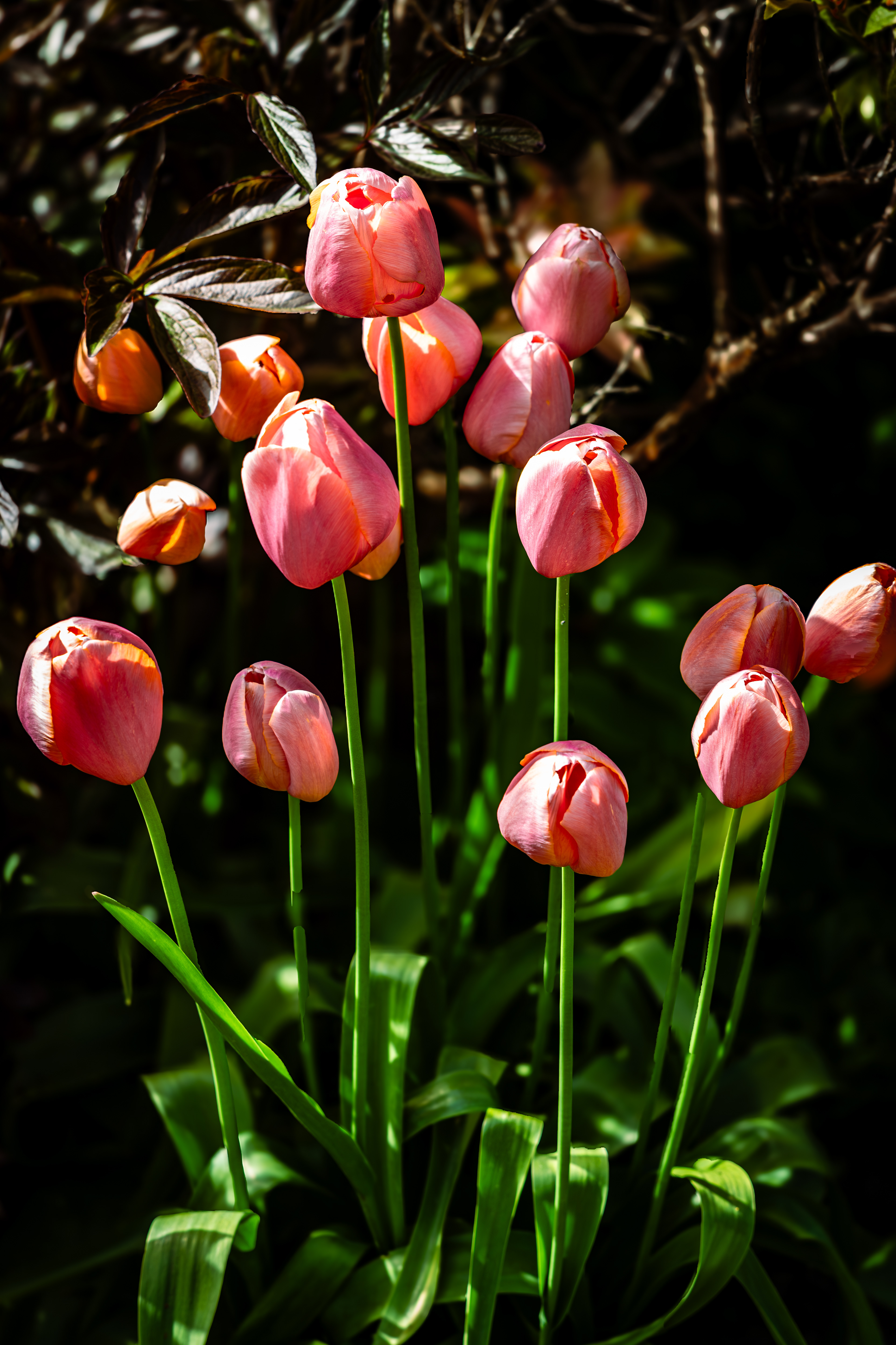 Tulip Time