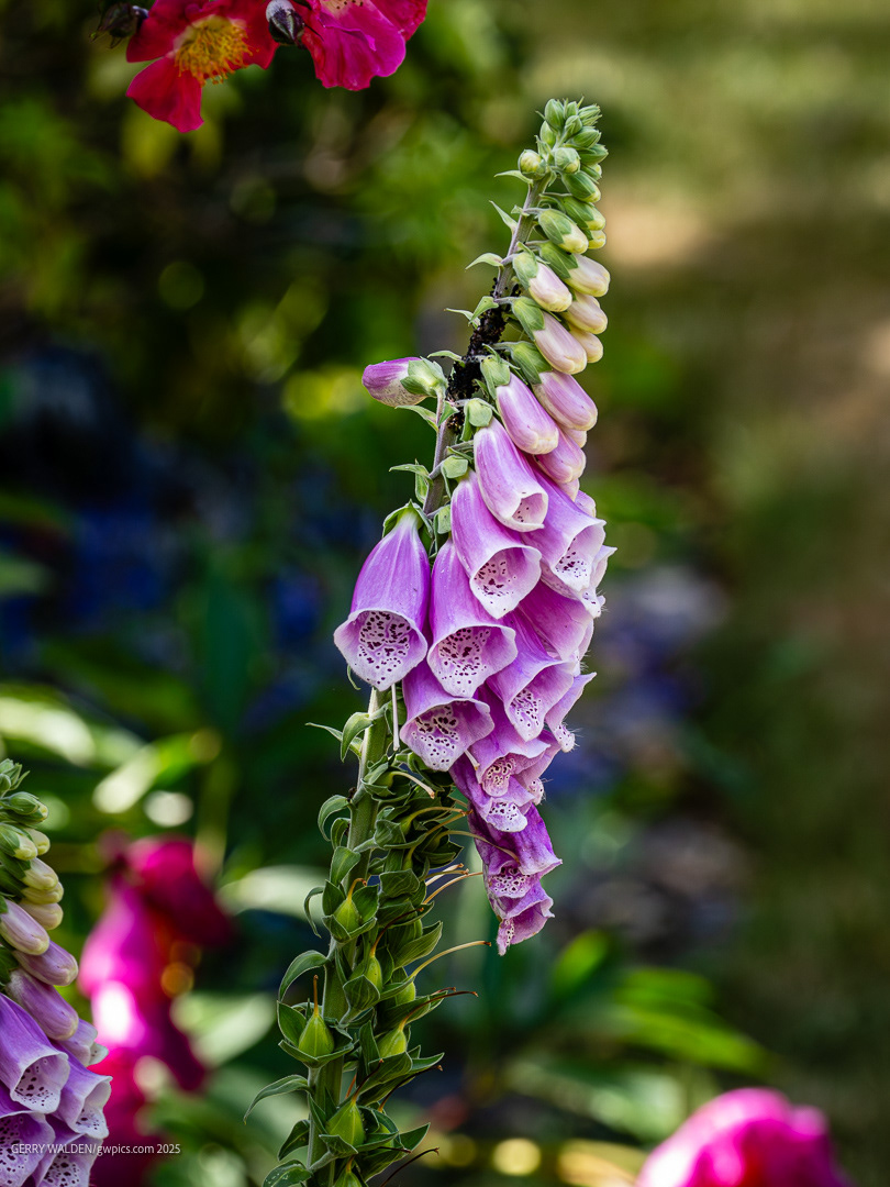 Foxglove (Digitalis)