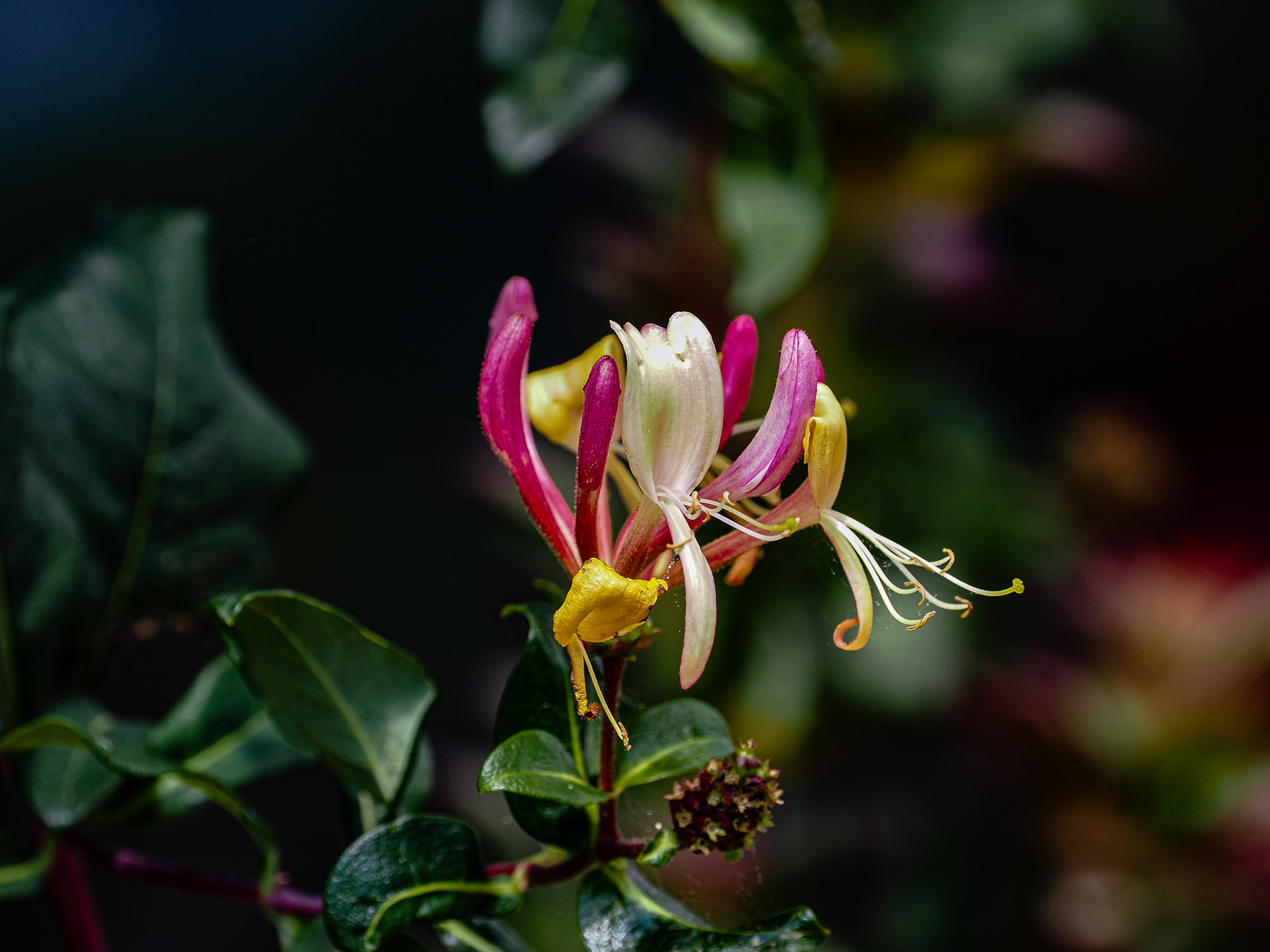 Single blossom of honeysuckle