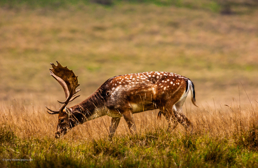 Fallow Deer, Petworth