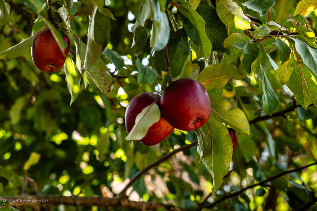 A bumper crop!