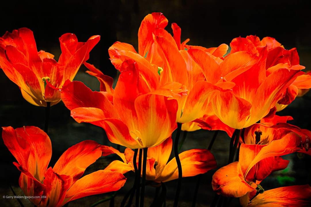 The Beauty of Tulips