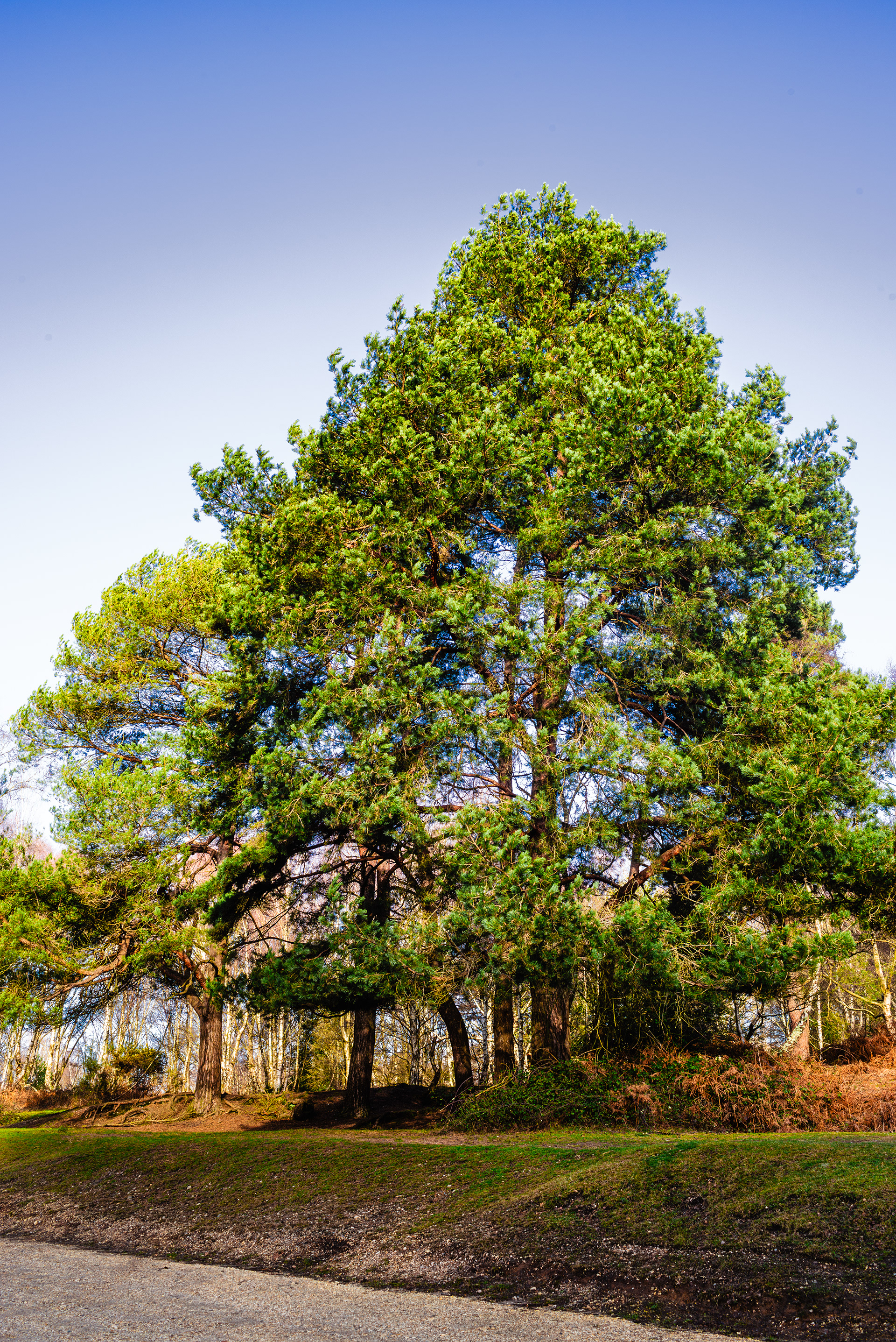 Scots Pine