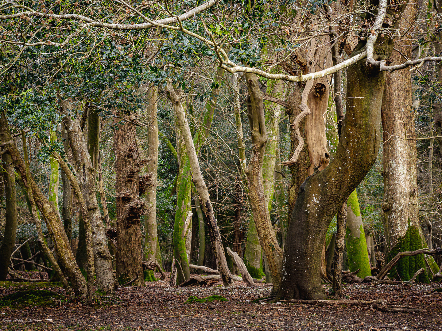 New Forest National Park