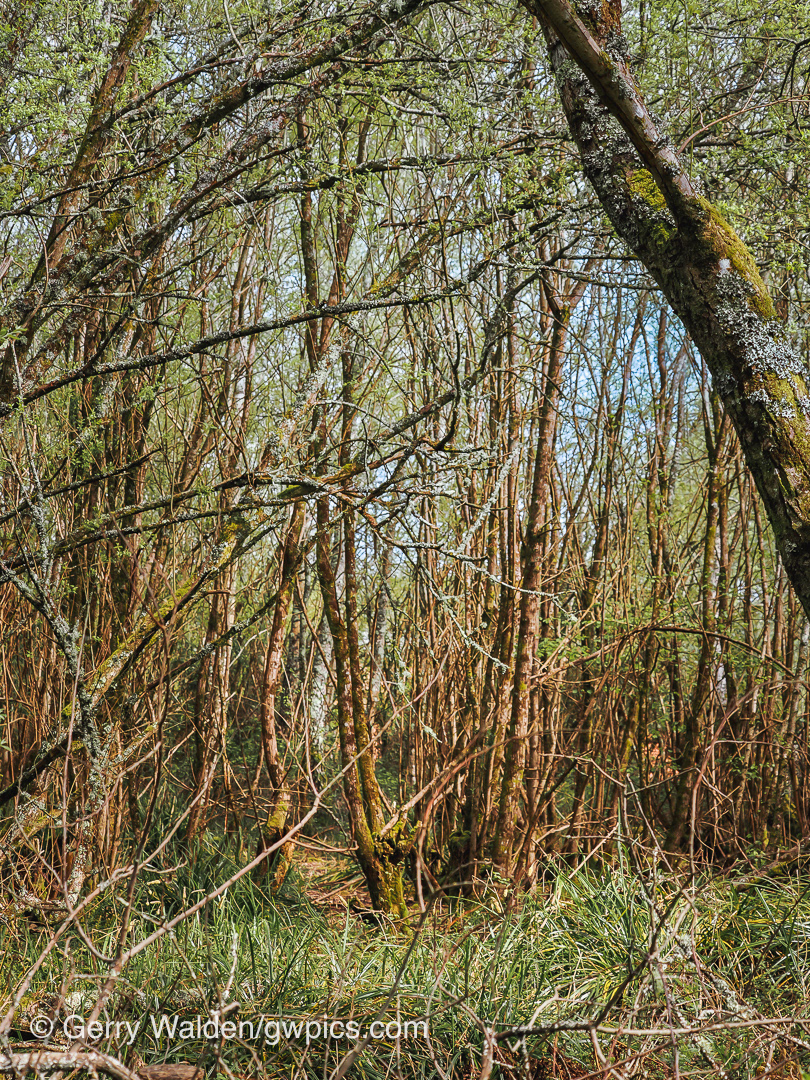 Lakeside thicket, Blashford Lakes