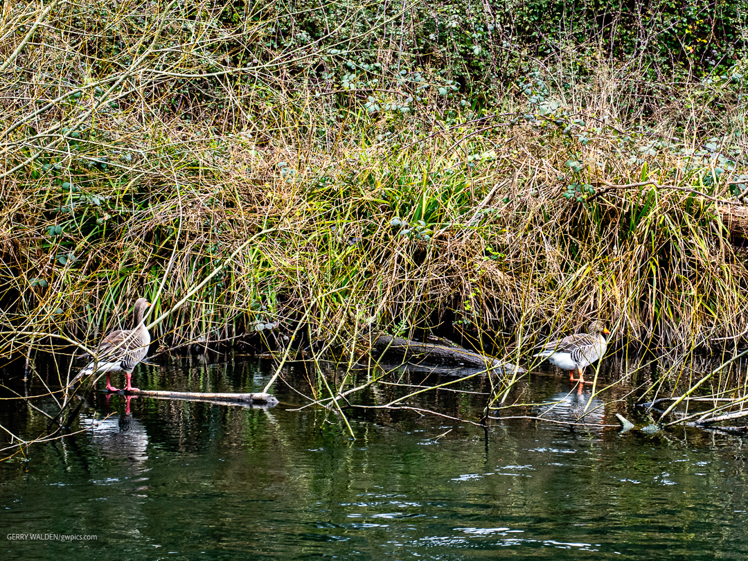 Greylag Geese