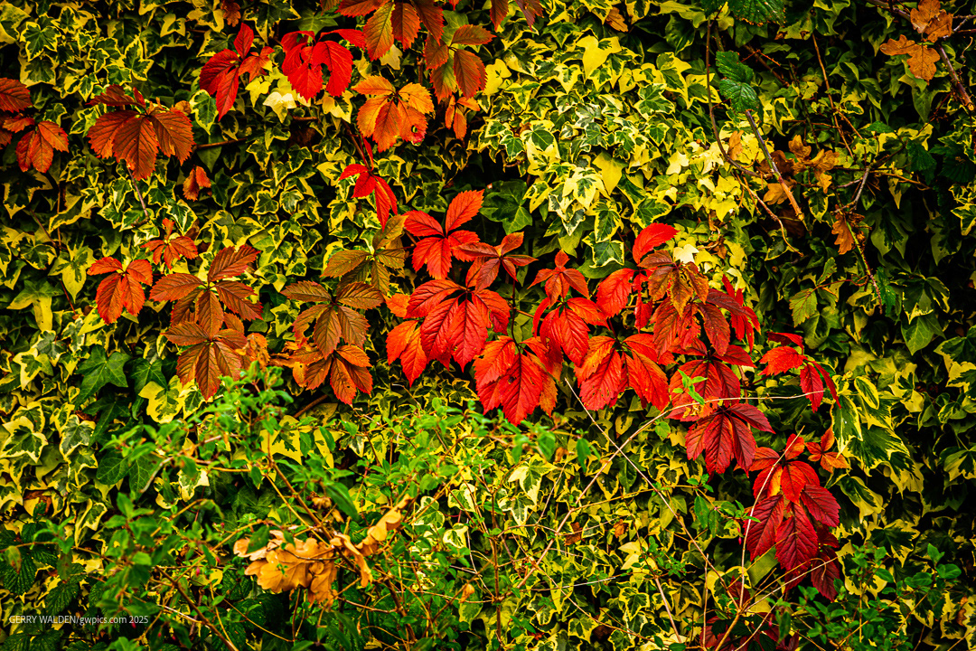 The Colour of Autumn