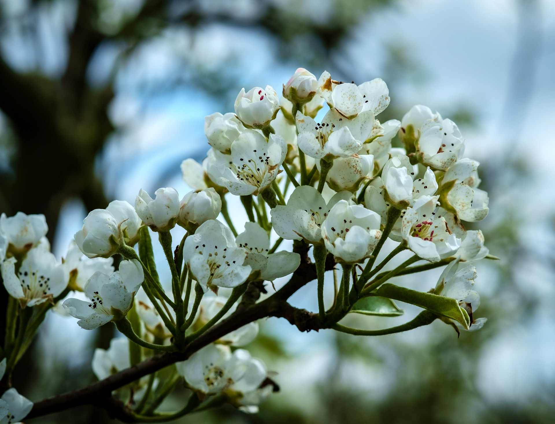 Pear Blossom, UK