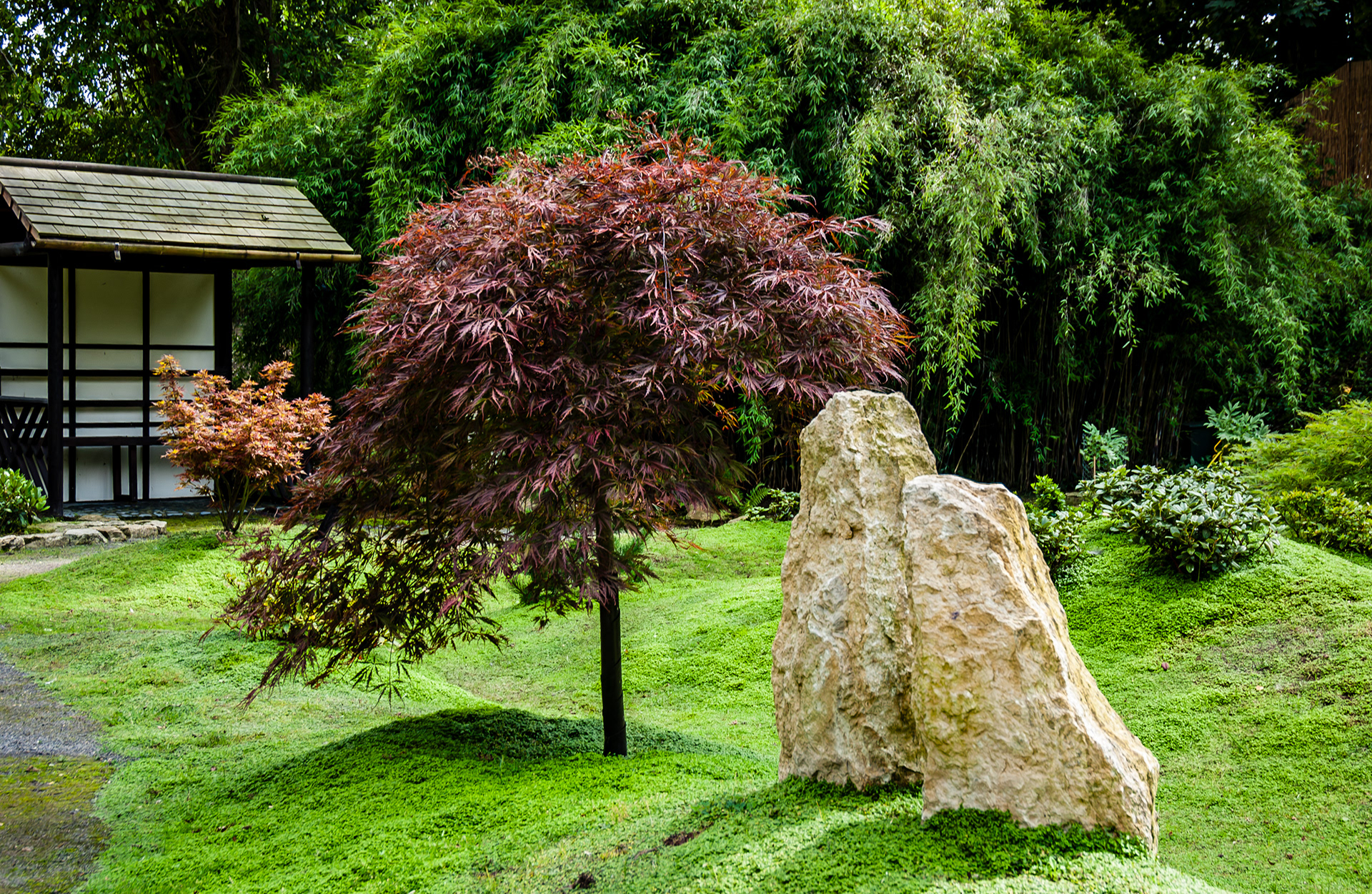 Maple with Rock