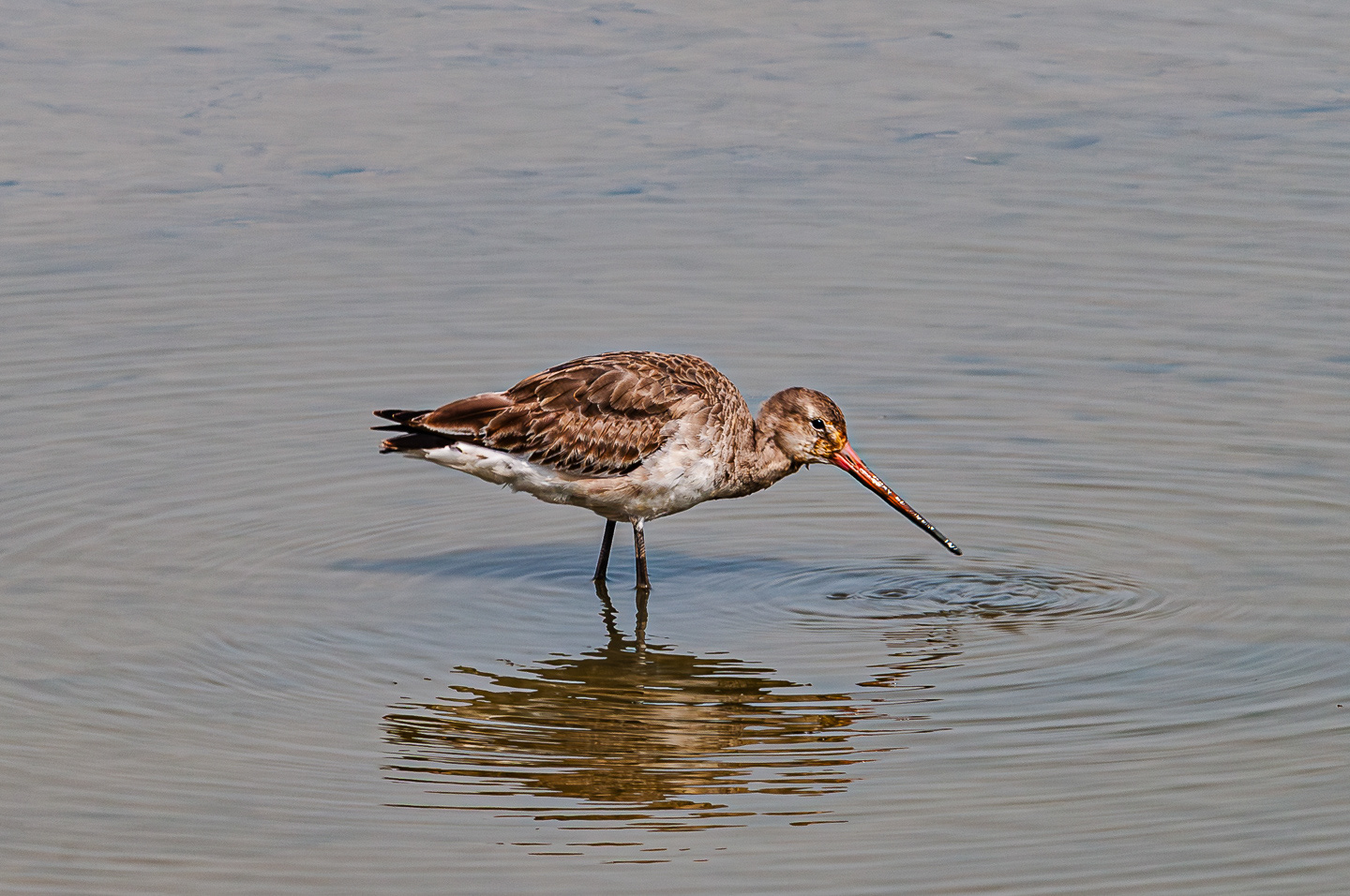 Black Tailed Godwit