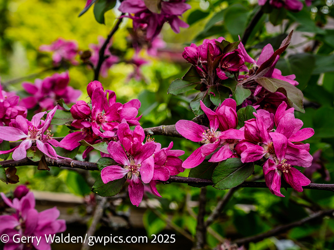 Crabapple Blossom