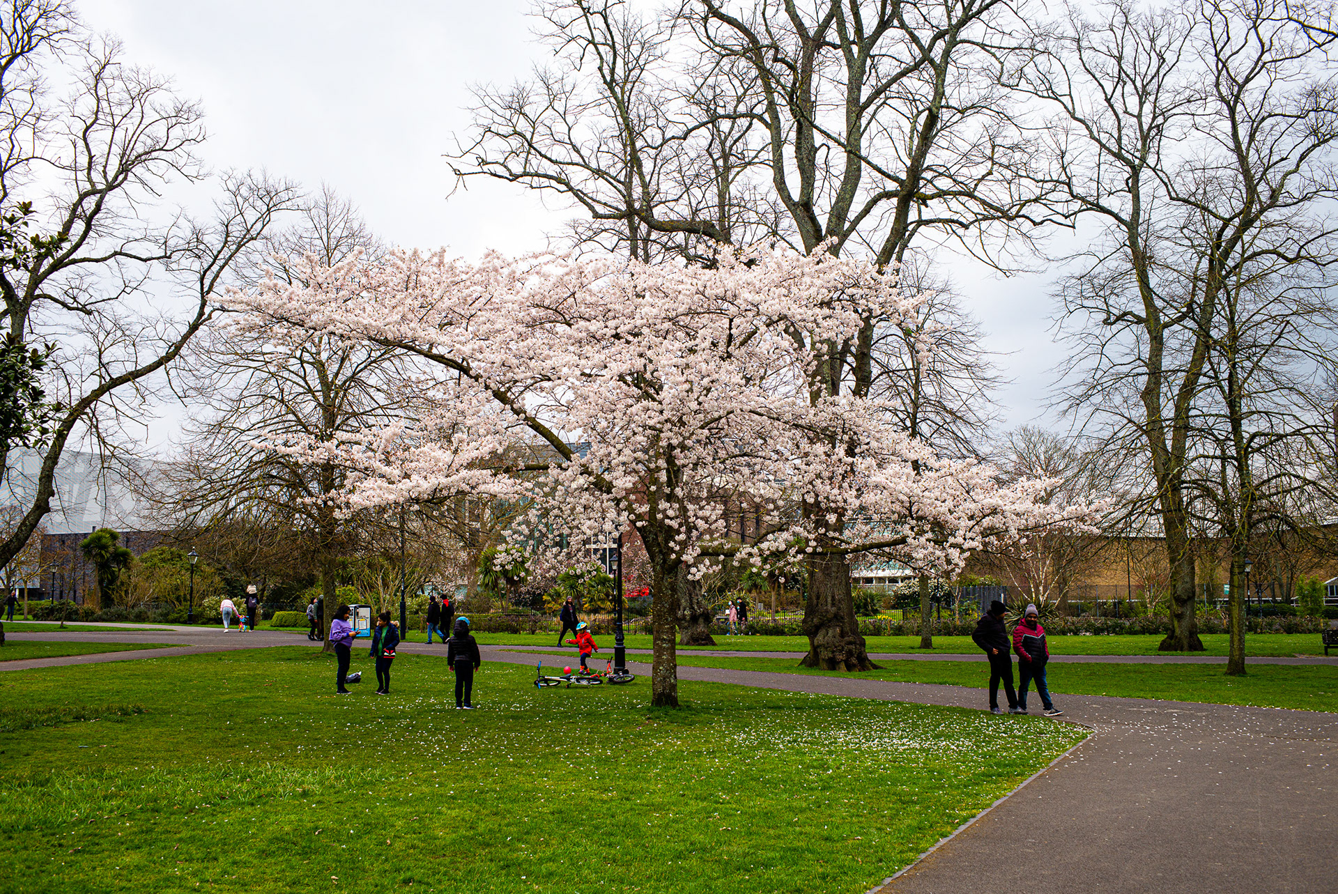 Blossom Time, Southampton