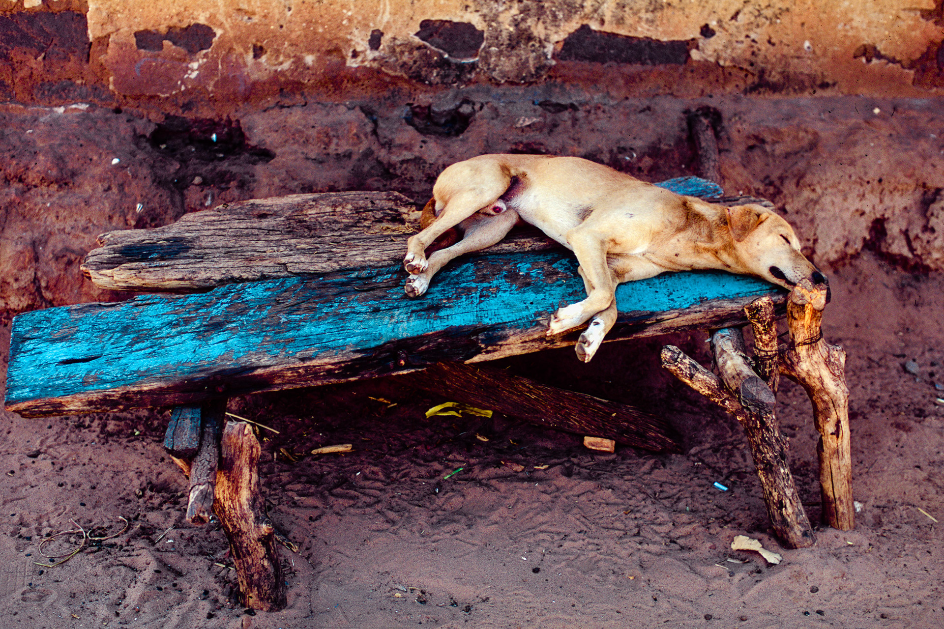 Sleeping Dog, Gambia