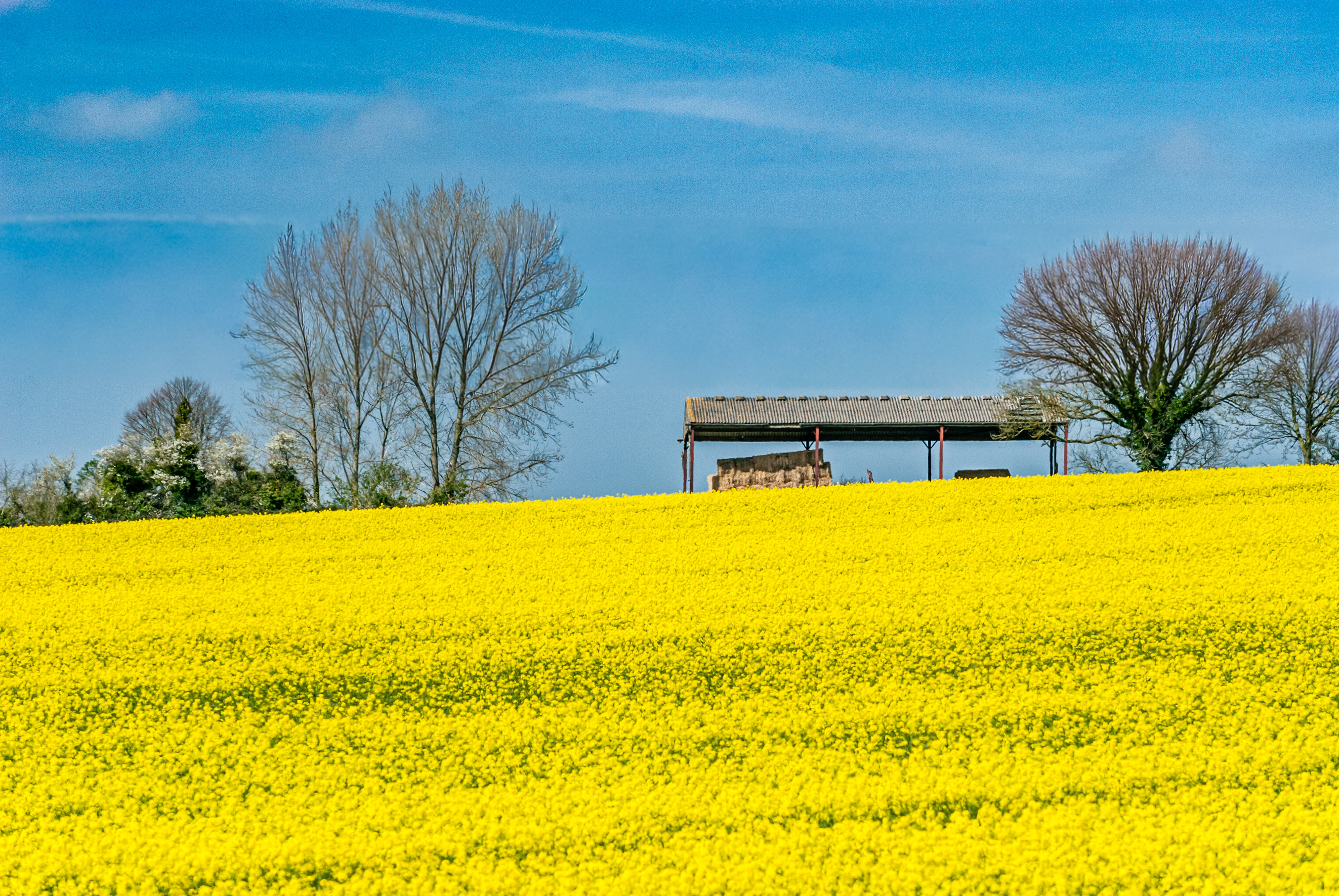 Fields of Gold