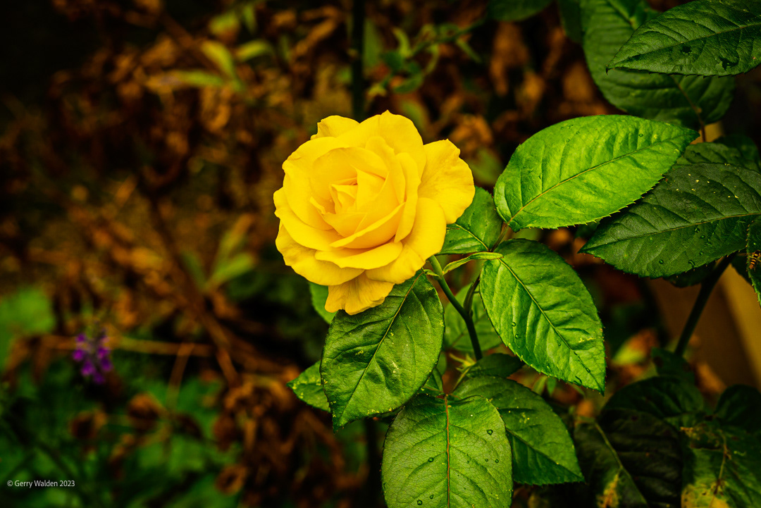 Yellow hybrid tea rose