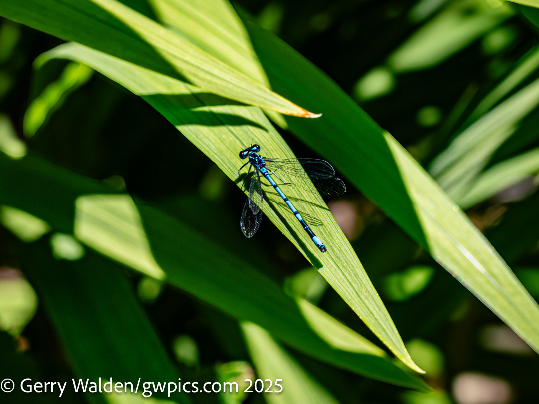Dragonfly Resting