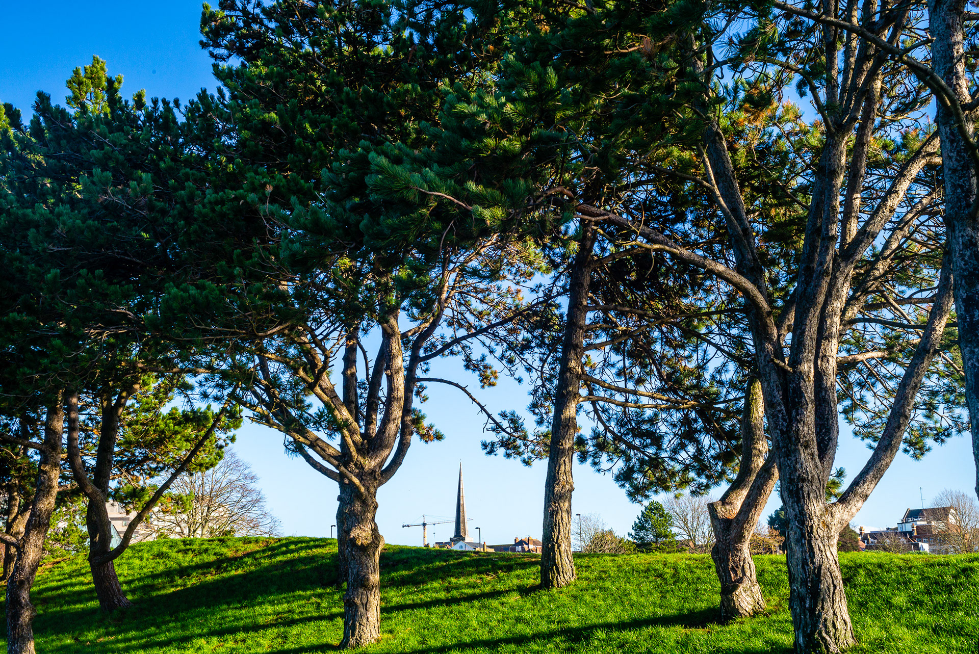 City Pines