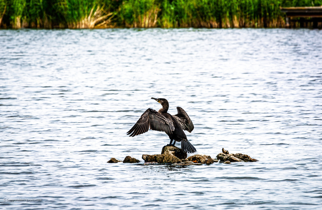 A cormorant drying its wings